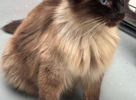 Ragdoll sisters