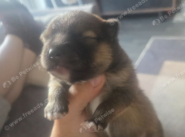 Stunning sable pomeranian boy
