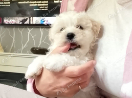 Maltese Puppy