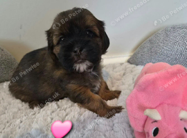 3 x shorkie girls