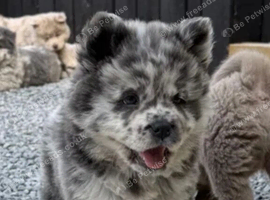 Exotic colour pure chow chow puppies for sale