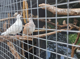 Jarva dove pair