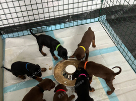 7 beautiful, healthy Dobermann puppies for sale