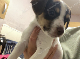Last Jack Russell puppy