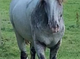 San Cler Cob Geldings