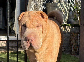 Beautiful shar pei male for stud