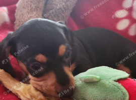 5 kc reg mini dachshund pups for sale