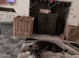 Staffy x cockerdale