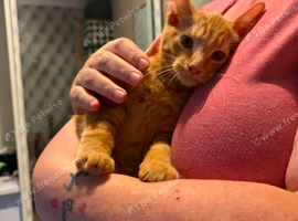 Ginger beauty