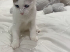 Cute kitten