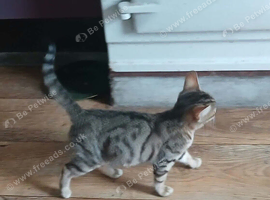 Bengal boy 10 weeks old