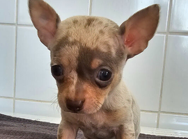 Stunning short haired chihuahua puppies