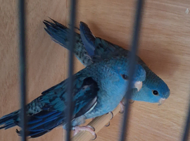 Pair of Blue Lineolated Parakeets