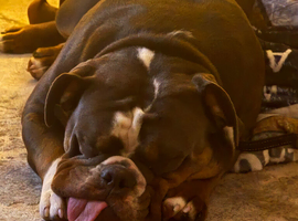 12 month old olde English bulldoggue