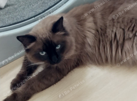ted is a Seal sepia.he's the most loving affectionate little boy he is is coming up 9 months.as all male cats of this age he will need to be spayed.