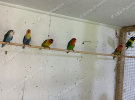 Lovebirds
