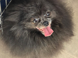 KC adult beautiful pomeranianTeddyBear face