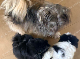 Shih Tzu cross Pom