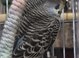 Budgies ready to go!