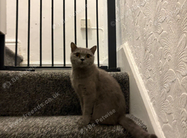 Female shorthair cat
