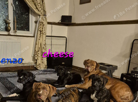 5 BEAUTIFUL CANE CORSO PUPPIES