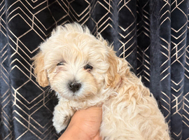 1 white and 1 cream male maltipoo