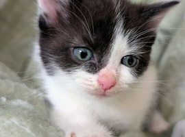 British Blue x kittens, flead/wormed/litter trained/socialised/   From &pound;80