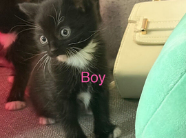 3 boys 1 girl ragamuffin kitten