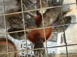 11 quails