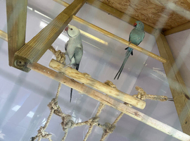 Breeding pairs