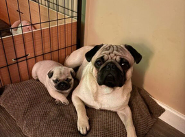 Adorable boy pugs