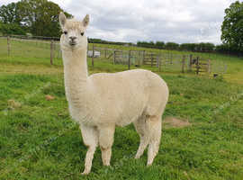 Female alpacas for sale