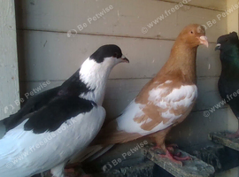for swop facey pigeons