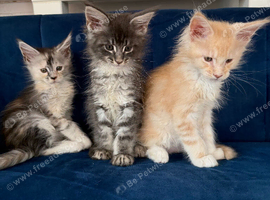 Pure Maine Coon Kittens. Delivery is available! Ready Bow!