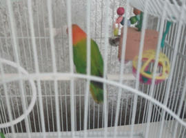 Love brid