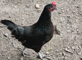Hens for sale