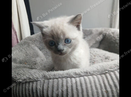 Last little girl