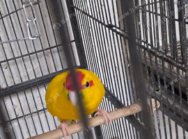 Kakarike