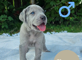 Great Dane x Cane corso puppies