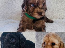 Beautiful F1 Cavapoo Puppies Health Tested Parents