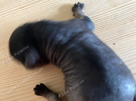 Irish Kennel Club Registered Chinese Crested