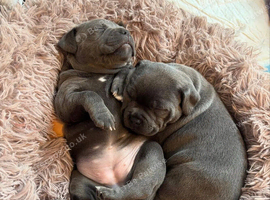 Kc blue staffordshire bull terrier puppies