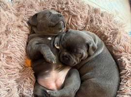Blue staffordshire bull terrier puppies