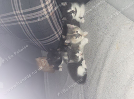 5 kittens