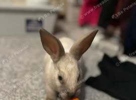 New Zealand 7 month old rabbit