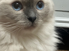 Beautiful blue point ragdoll girl needing a new home