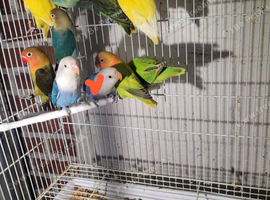 Lovebirds