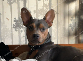 14 month old male for rehome