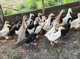 Ducklings for sale off heat