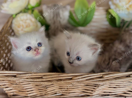 Beautiful cross breed kittens
